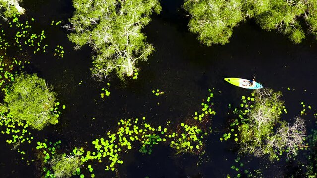 4K Aerial view of Caucasian man kayaking along mangrove forest in sunny day. People enjoy outdoor active lifestyle travel nature canoeing or row the boat on summer holiday vacation. Ecotourism concept