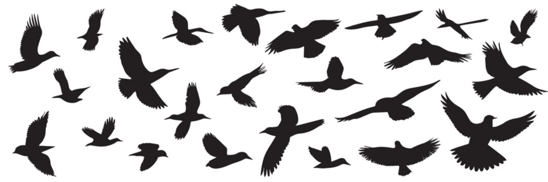 Big set of birds silhouettes. Hand drawn birds silhouette. Vector illustration.