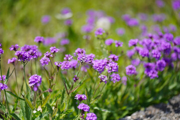 シュッコンバーベナ