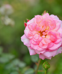 Rose flower on background blurry pink roses flower in the garden of roses. Nature.