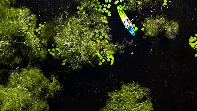 4K Aerial view of Caucasian man kayaking along mangrove forest in sunny day. People enjoy outdoor active lifestyle travel nature canoeing or row the boat on summer holiday vacation. Ecotourism concept