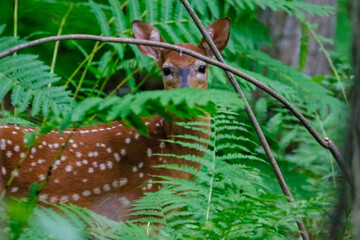 White-tailed deer (Odocoileus virginianus) fawn with spots in the forest hidden by wild ferns.  
