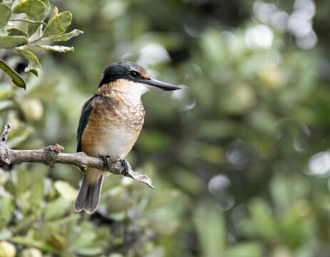 Sacred Kingfisher, Kotare, (Todiramphus sanctus) perching in pohutukawa tree