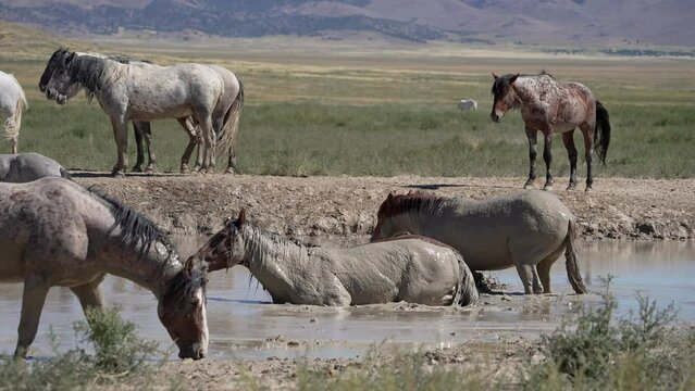 Wild horses covering themselves in mud from waterhole in the Utah desert.