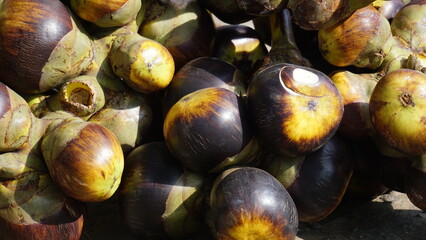 Borassus flabellifer (doub palm, palmyra palm, tala, toddy palm, wine palm, ice apple, pohon lontar) fruit. This fruit has a texture like young coconut 
