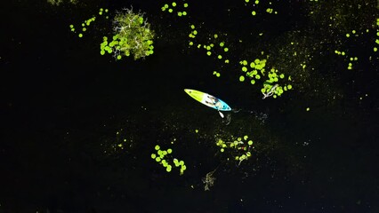 4K Aerial view of Caucasian man kayaking along mangrove forest in sunny day. People enjoy outdoor active lifestyle travel nature canoeing or row the boat on summer holiday vacation. Ecotourism concept