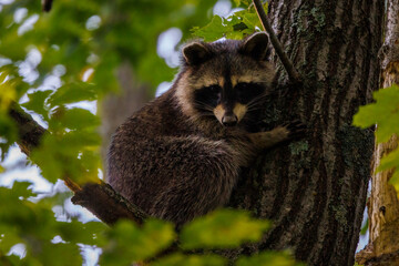 Raccoon (Procyon lotor) in a Northern red oak tree (Quercus rubra) during summer in Wisconsin. 
