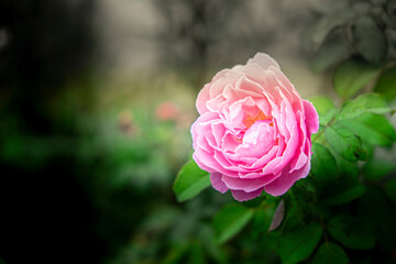 Ravishing Elegance: Closeup of a Pink Rose on a Dark Green Flower Garden Background
