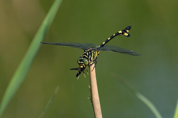 ウチワヤンマ © TETSUYA