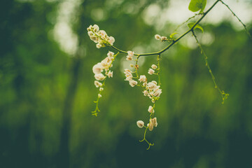 Whispers of Nature: Little White Flowers on a Green Background
