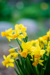 Fototapeta premium yellow narcissus in the garden
