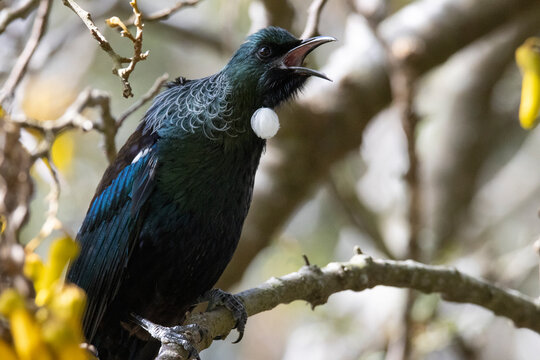 Tui (Prosthemadera novaeseelandiae), parson bird, singing, perching in a kowhai tree