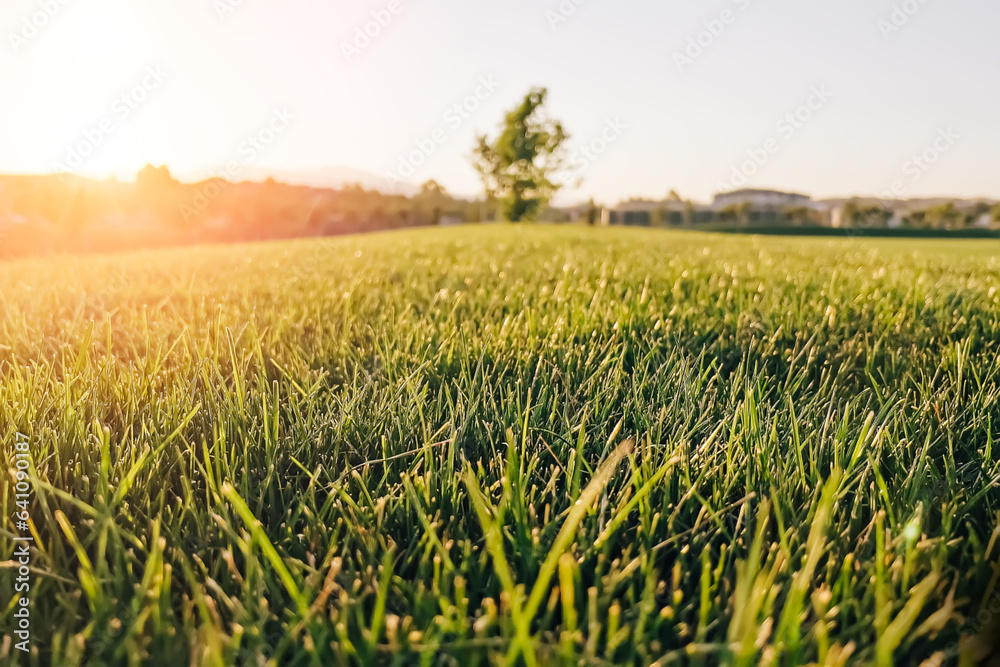 Wall mural Green cut grass in a sunset light close-up, summer background