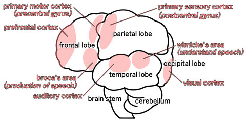 横から見た大脳のシンプルなイラスト
