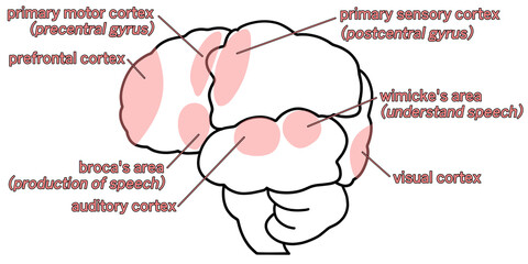 Obraz premium 横から見た大脳のシンプルなイラスト