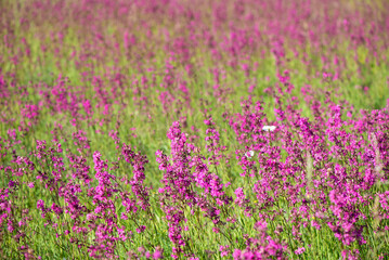 Obraz premium Ivan tea blooms in a meadow among the forest on a sunny day in June.beautiful wildflowers background. summer nature.