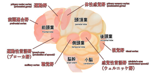 横から見た大脳のシンプルなイラスト