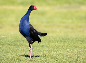 Pukeko, purple swamphen (Porphyrio melanotus) walking on grass