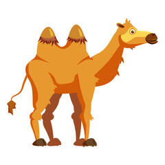Camel two-humped, african animal. Vector illustration cartoon style