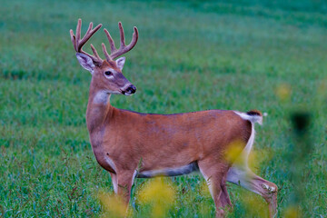 White-tailed buck deer (Odocoileus virginianus) with velvet antlers looking behind in the meadow during late summer. 
