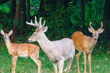 Two White-tailed deer (Odocoileus virginianus) bucks with velvet antlers and a fawn with spots standing in the forest during late summer. 
