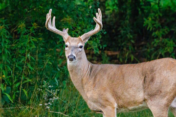 Naklejka na ściany i meble Whitetail buck deer (Odocoileus virginianus) with velvet antlers standing in the forest during late summer. 