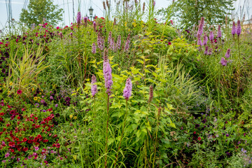 flowers in the urban garden