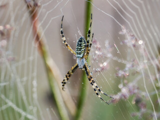 Garden spider (Araneus diadematus) - a species of spider from the Araneidae family. The name comes from the characteristic white cross on the abdomen. close-up photography