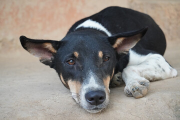 A dog lay down and looked pitiful. black and white dog