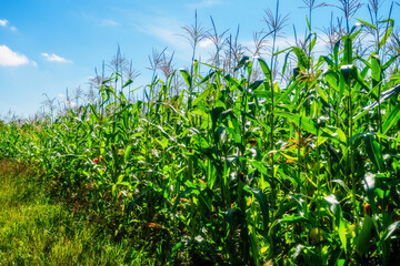 Corn field against blue sky. agriculture. Background.