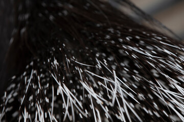Texture from the quill tail of a porcupine.