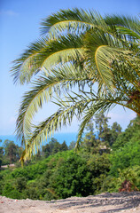 Fototapeta na wymiar Tropical palm tree against the blue sky. Vertical tropical trees.