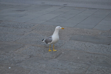 seagull bird animal