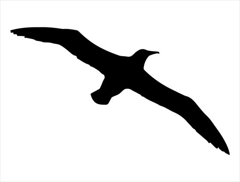 recommend clip art: Albatross bird silhouette vector art