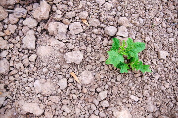 plant growing on soil