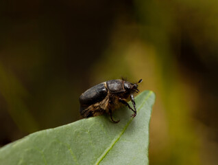 bug on a leaf