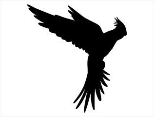 Cockatiel silhouette vector art
