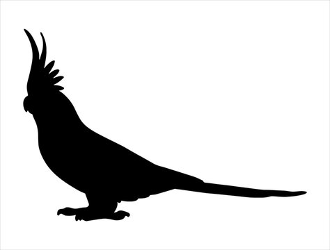 recommend clip art: Cockatiel silhouette vector art