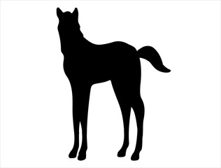 Foal silhouette vector art