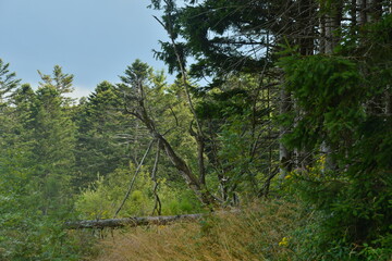 coup de vent et arbre &agrave; terre au Pilat,
