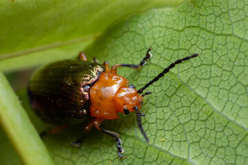bug on leaf