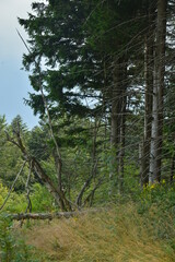arbre en chute dans la for&ecirc;t