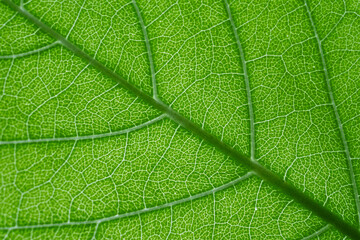 green leaf texture