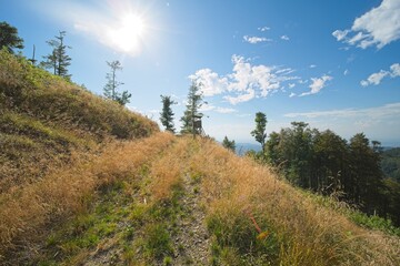 picture against the sun in nature, in the background a high seat. location is southern germany.