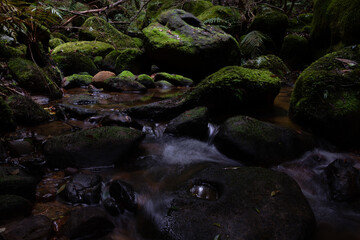 Fototapeta premium stream in the forest