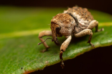 Weevil