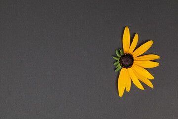 A flower with oblong yellow petals, half of the flower is without petals. In the background is a...