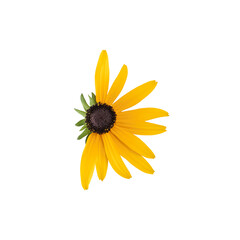 Flower with yellow, oblong petals. Half of the flower is without petals. On a transparent background.