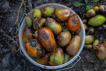 Late blight of tomatoes - an early obscure source of tomato diseases. fogs and rains are a source of diseases. a bucket of tomatoes for disposal