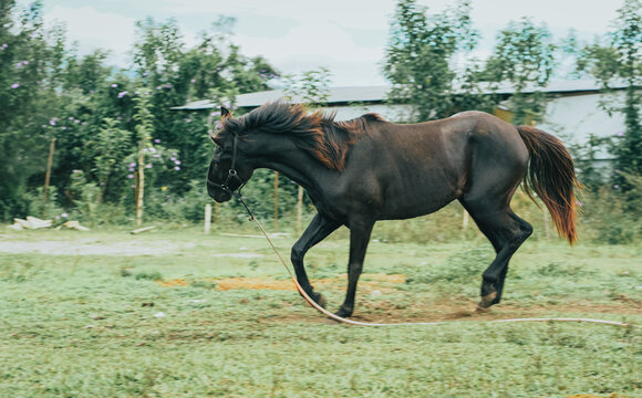 Dark tied horse running in field grass. The horse is using to race in Traditional horse racing in Highland Aceh.